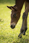 Austrian warmblood foal
