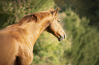 Austrian warmblood portrait