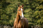 Austrian warmblood portrait