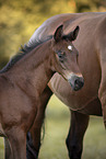 Austrian warmblood foal