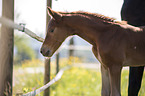 Austrian warmblood foal