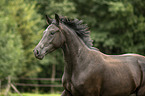 Austrian warmblood portrait