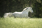 Austrian warmblood in the meadow