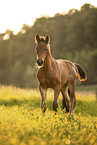 Austrian warmblood foal