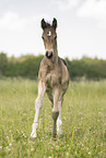 Austrian warmblood foal