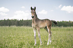 Austrian warmblood foal