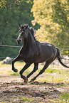 Austrian Warmblood