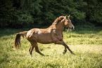 Austrian Warmblood