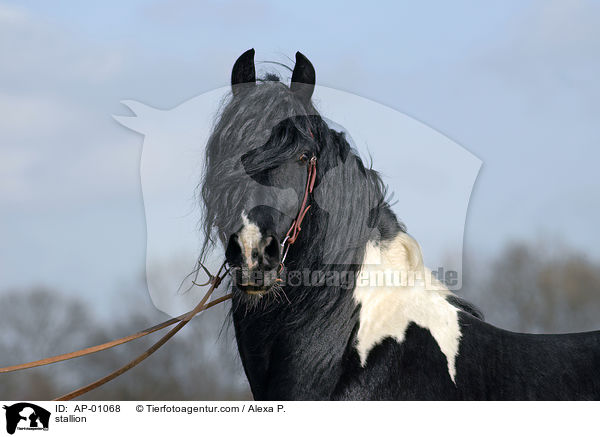 Barockpinto Portrait / stallion / AP-01068