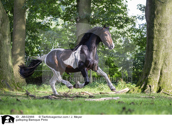 galoppierender Barockpinto / galloping Baroque Pinto / JM-02966