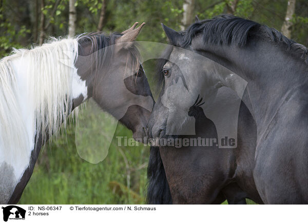 2 Pferde / 2 horses / NS-06347