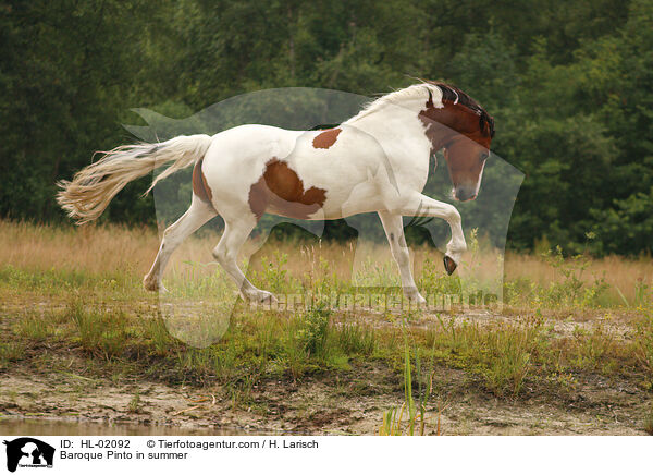 Baroque Pinto in summer / HL-02092