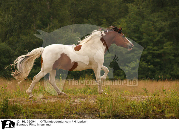 Baroque Pinto in summer / HL-02094