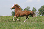 galloping Barockpinto