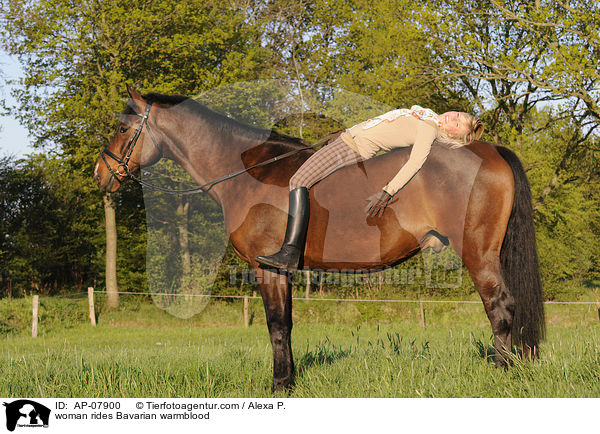 Frau reitet Bayerisches Warmblut / woman rides Bavarian warmblood / AP-07900