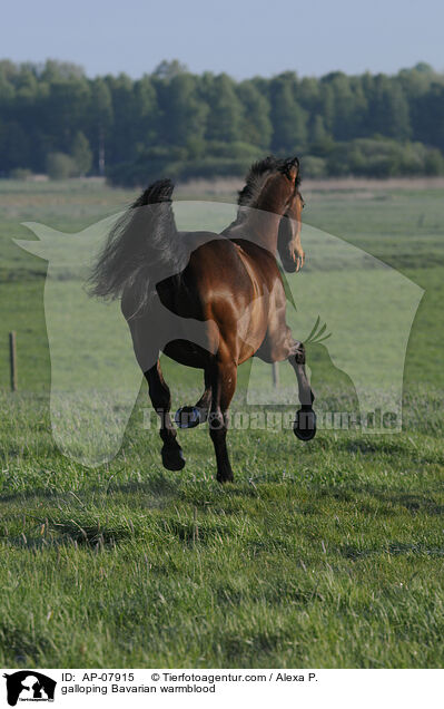 galloping Bavarian warmblood / AP-07915