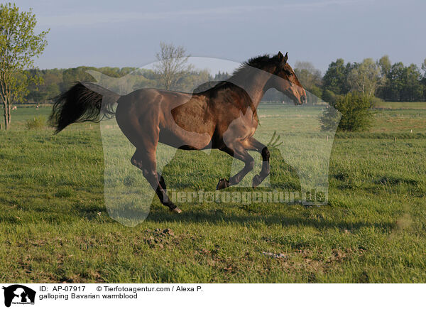 galloping Bavarian warmblood / AP-07917