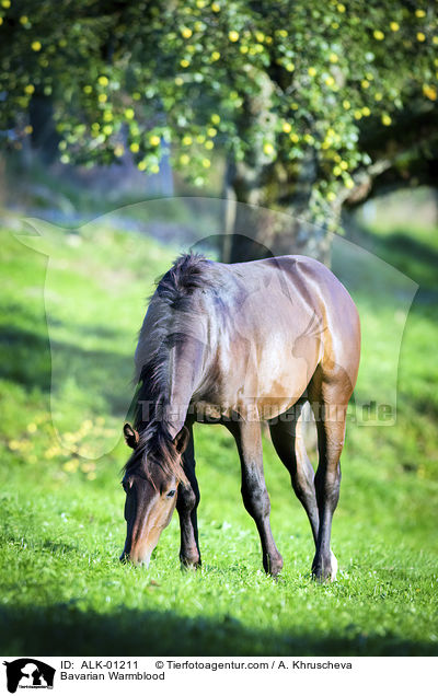 Bayerisches Warmblut / Bavarian Warmblood / ALK-01211