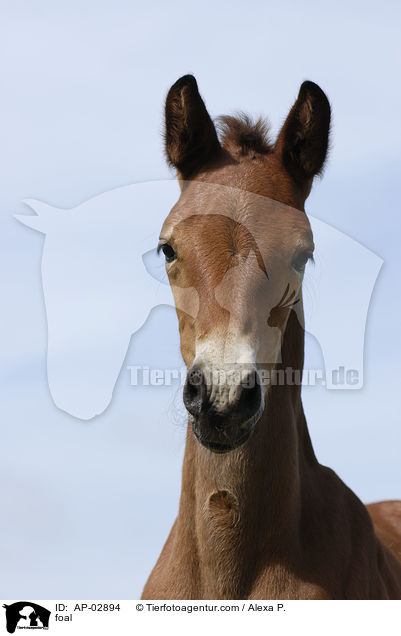 Belgisches Warmblut Fohlen Portrait / foal / AP-02894