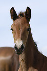 foal