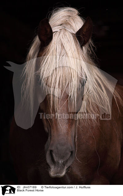 Schwarzwlder Kaltblut / Black Forest Horse / JH-07189