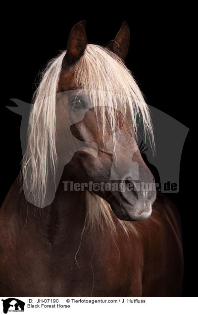 Schwarzwlder Kaltblut / Black Forest Horse / JH-07190