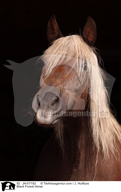 Schwarzwlder Kaltblut / Black Forest Horse / JH-07192