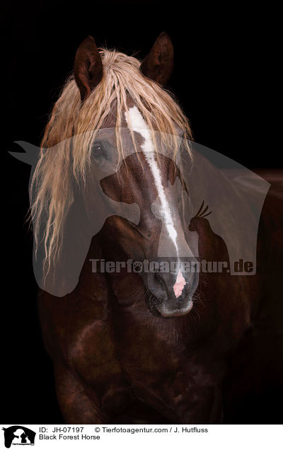Schwarzwlder Kaltblut / Black Forest Horse / JH-07197