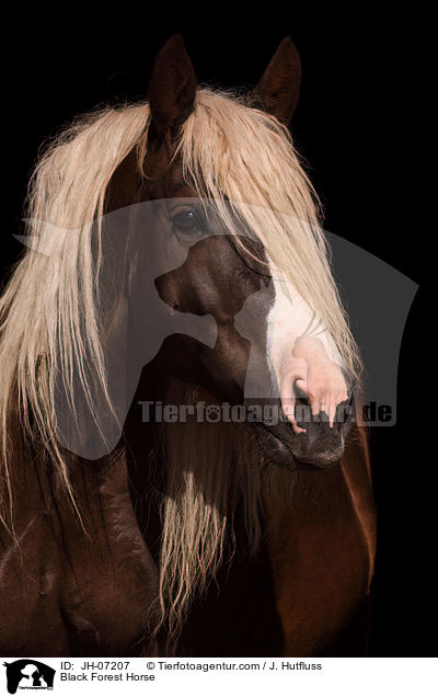 Schwarzwlder Kaltblut / Black Forest Horse / JH-07207