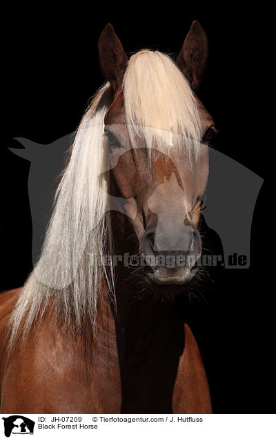 Schwarzwlder Kaltblut / Black Forest Horse / JH-07209