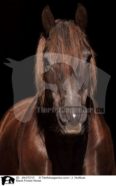 Schwarzwlder Kaltblut / Black Forest Horse / JH-07210