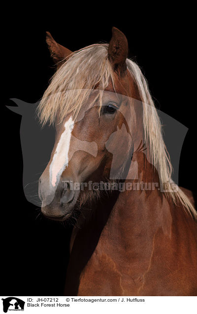 Schwarzwlder Kaltblut / Black Forest Horse / JH-07212