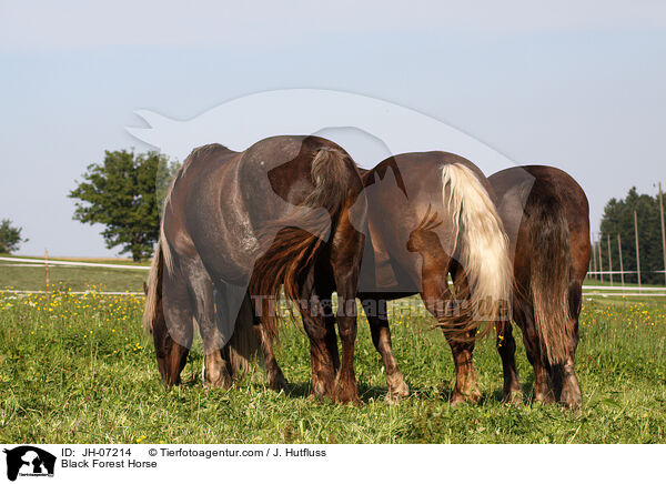 Schwarzwlder Kaltblut / Black Forest Horse / JH-07214