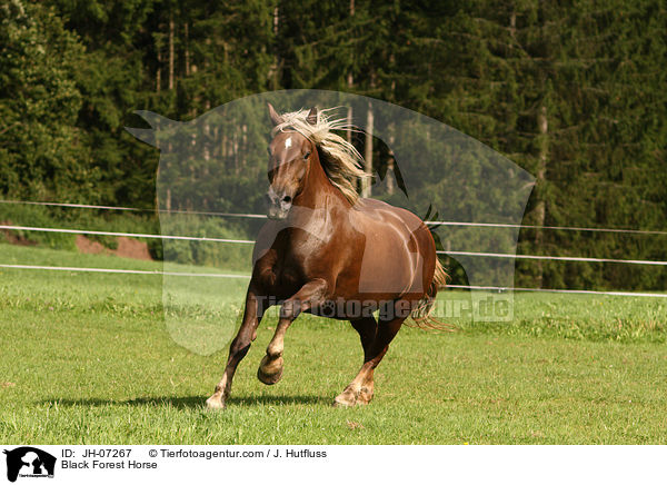 Schwarzwlder Kaltblut / Black Forest Horse / JH-07267
