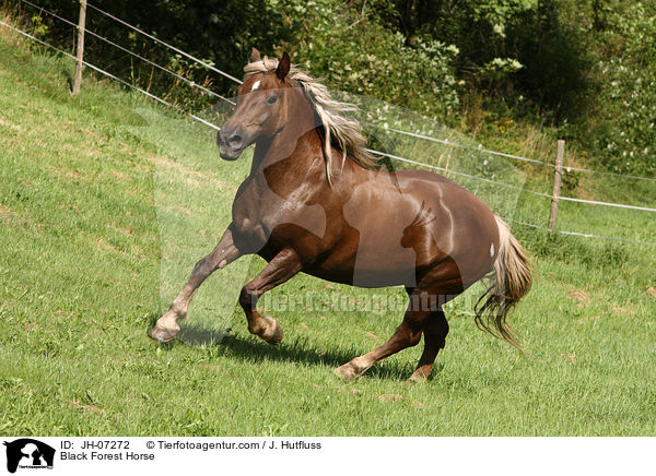 Schwarzwlder Kaltblut / Black Forest Horse / JH-07272