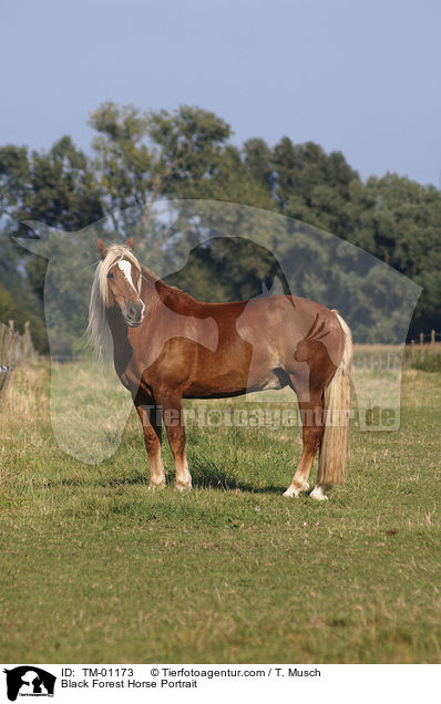 Schwarzwlder Fuchs / Black Forest Horse Portrait / TM-01173