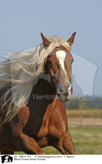 Schwarzwlder Fuchs / Black Forest Horse Portrait / TM-01174