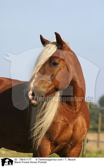 Schwarzwlder Fuchs / Black Forest Horse Portrait / TM-01177