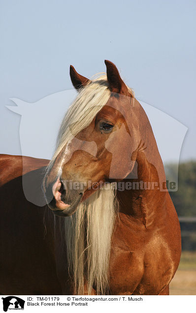 Schwarzwlder Fuchs / Black Forest Horse Portrait / TM-01179
