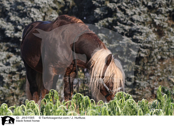 Schwarzwlder Kaltblut / black forest horse / JH-01585