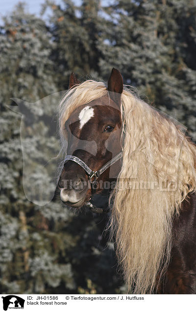Schwarzwlder Kaltblut / black forest horse / JH-01586