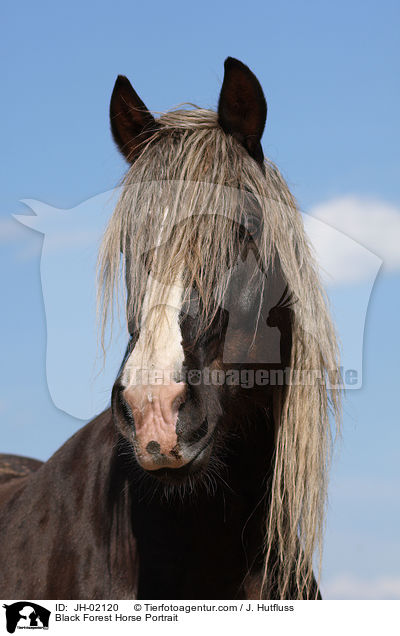 Schwarzwlder Fuchs Portrait / Black Forest Horse Portrait / JH-02120
