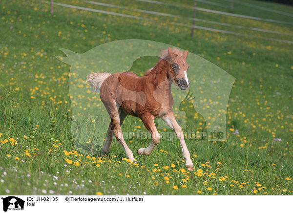 foal / JH-02135