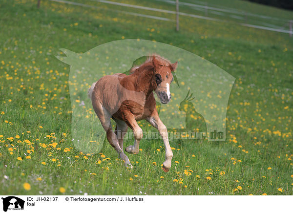 foal / JH-02137