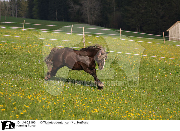 running horse / JH-02160