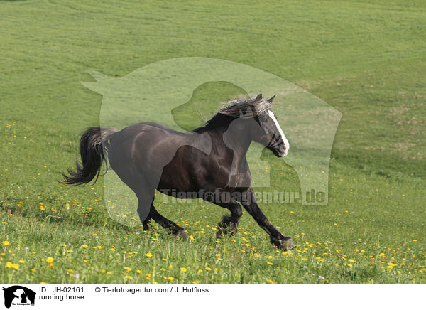 rennender Schwarzwlder Fuchs / running horse / JH-02161