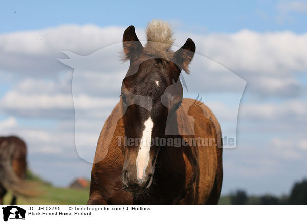 Black Forest Horse Portrait / JH-02795