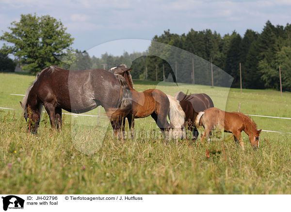 Stute mit Fohlen / mare with foal / JH-02796