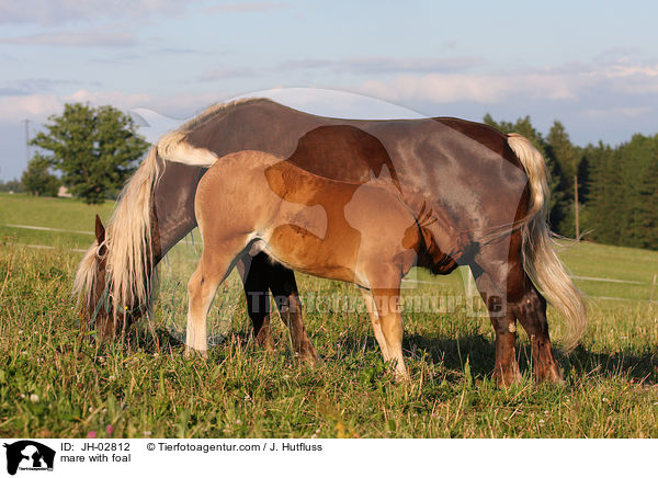 Stute mit Fohlen / mare with foal / JH-02812