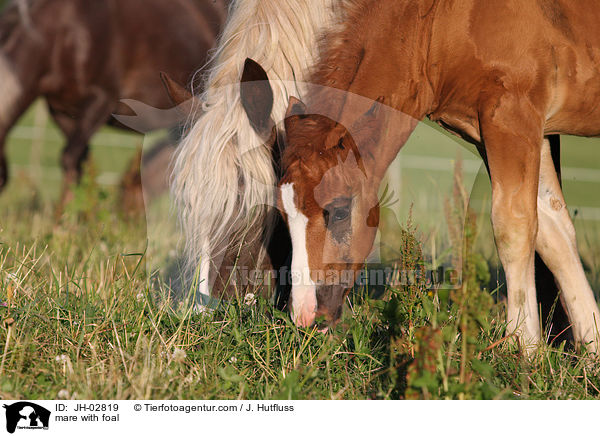 Stute mit Fohlen / mare with foal / JH-02819
